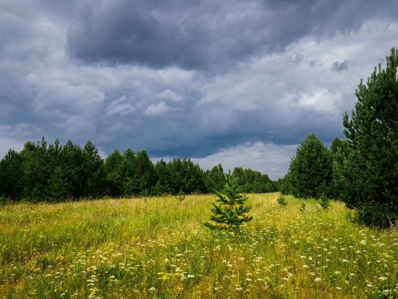 Easement Land Clearing in Marietta, GA